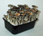 With Mushroom-cultivation, Locavores Get A New Boost